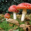 Psychedelics