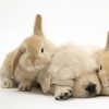 Sleeping