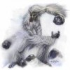 The Yeti