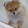Do you love you Pet !