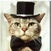 CAT CLAN