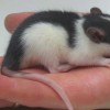 Rats!