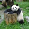 Pandas Inc.