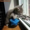 sniper cats