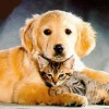 Friends of Pets