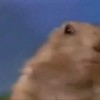 dramtic look beaver group 