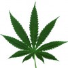 Marijuana Legalization