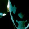 Rorschach fans group