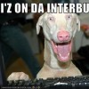 Team Interbutts