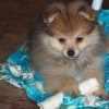Cute Overload