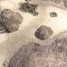 hawkowl7