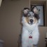 jDog