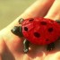 justaturtle