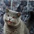 killergwapes is online