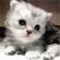 kittykaboom