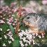 lordlemming is online