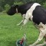 moocowx7reme is online