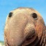 nuclearRuss is online