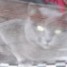 phantomcat is online