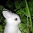 rabbitofdoom