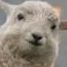 sithhead2 is online